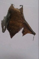 臺灣狐蝠藏品圖，第5張